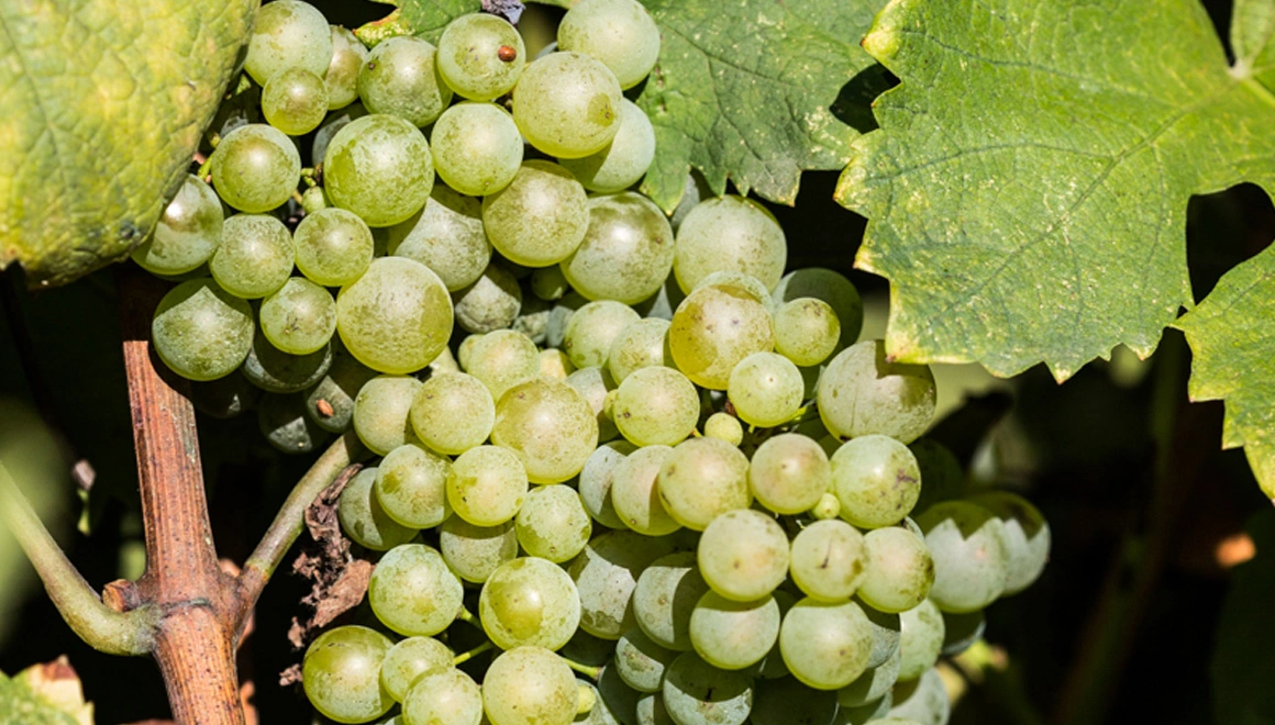 Rinomata Cantina Tombacco